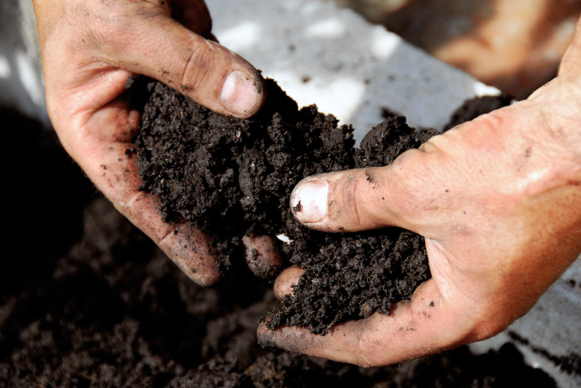 Interacting with dirt is another way to exercise the immune system.