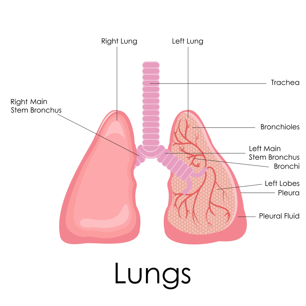 Human lungs anatomy - is asthma an autoimmune disease