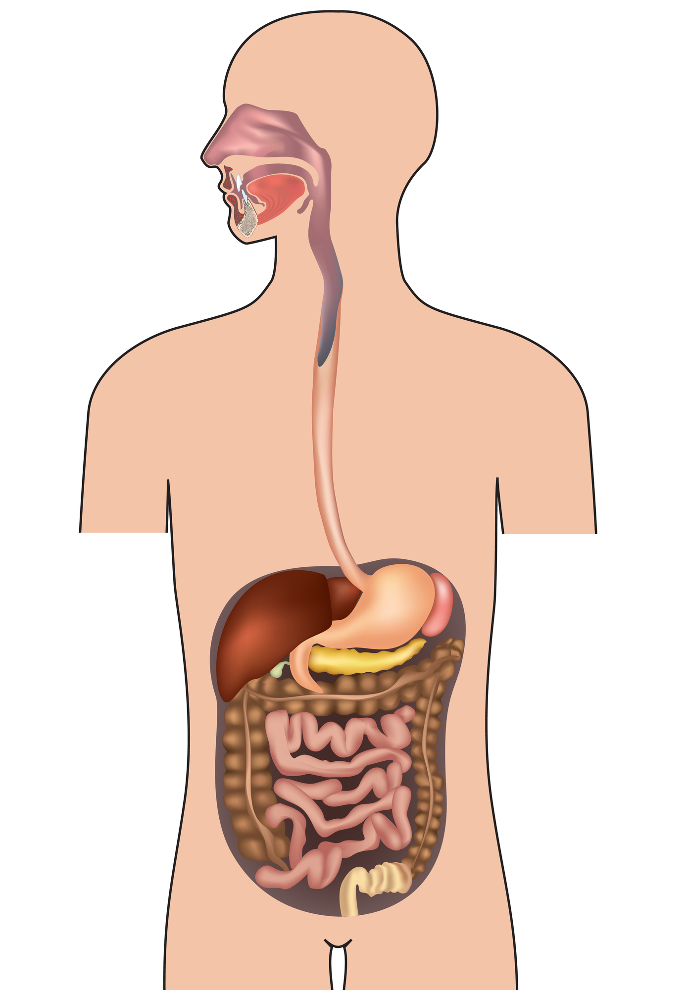 Gut Health Starts in the Digestive System.